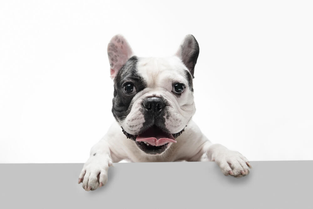 french-bulldog-young-dog-posing